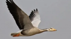 10 Чудни екстремни птици давење записи